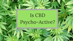 Is CBD Psycho-Active?